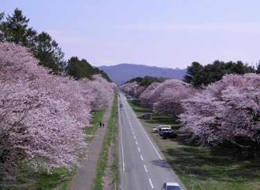 新ひだか町静内二十間道路桜並木